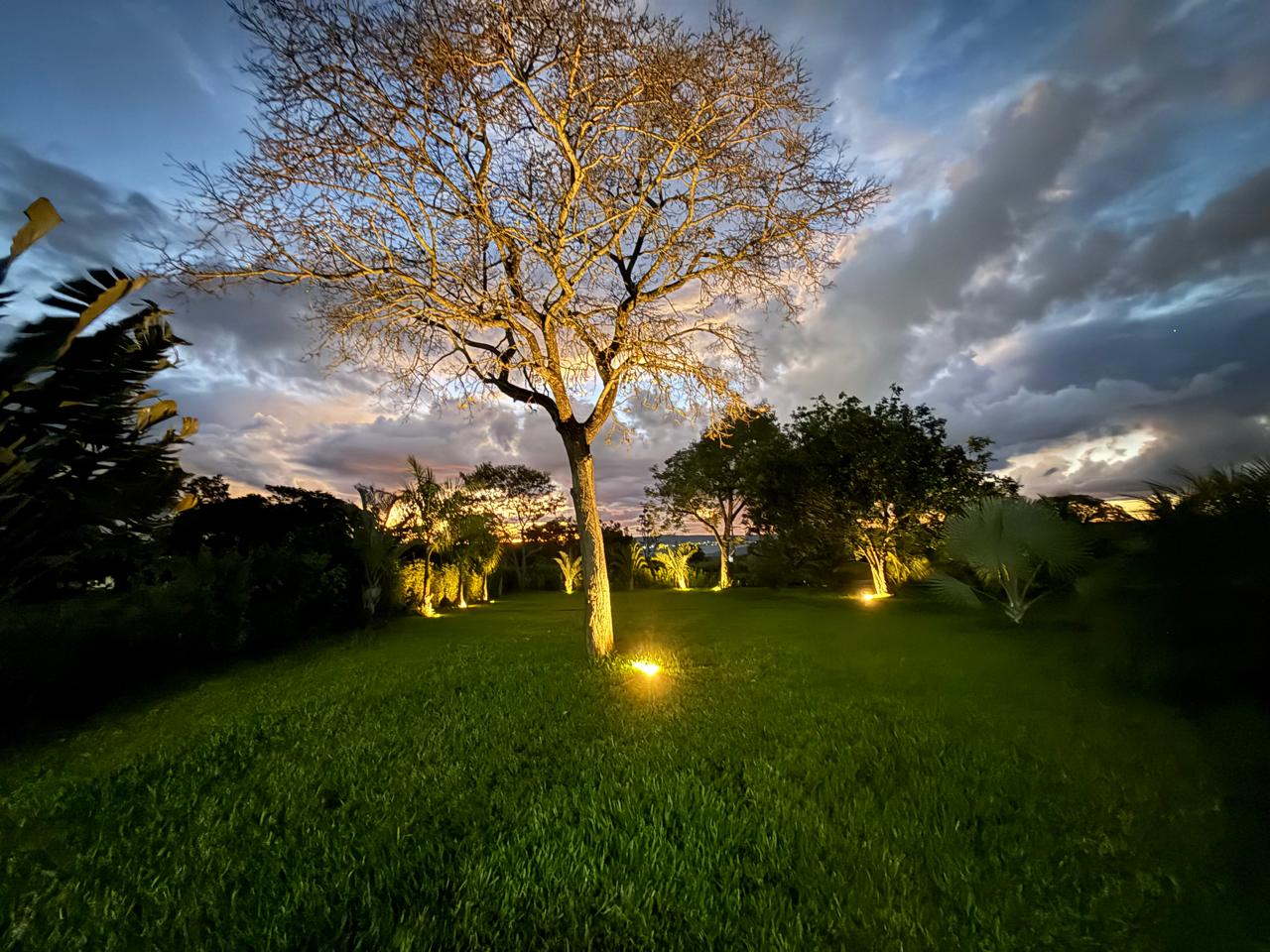 Árvore iluminada sobre o gramado do sítio ao anoitecer